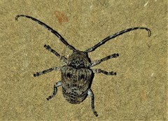 Dichostates compactus