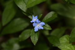 Aegonychon zollingeri