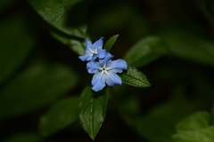 Aegonychon zollingeri
