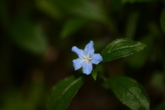 Aegonychon zollingeri