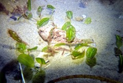 Maxillicosta scabriceps