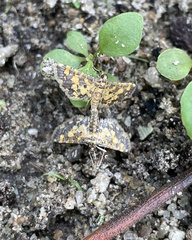 Eurrhyparodes tricoloralis