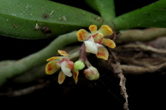 Smithsonia straminea