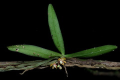 Smithsonia straminea