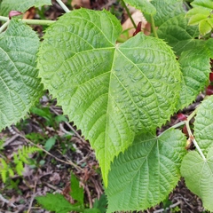 Tilia mandshurica