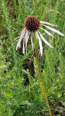 Echinacea pallida