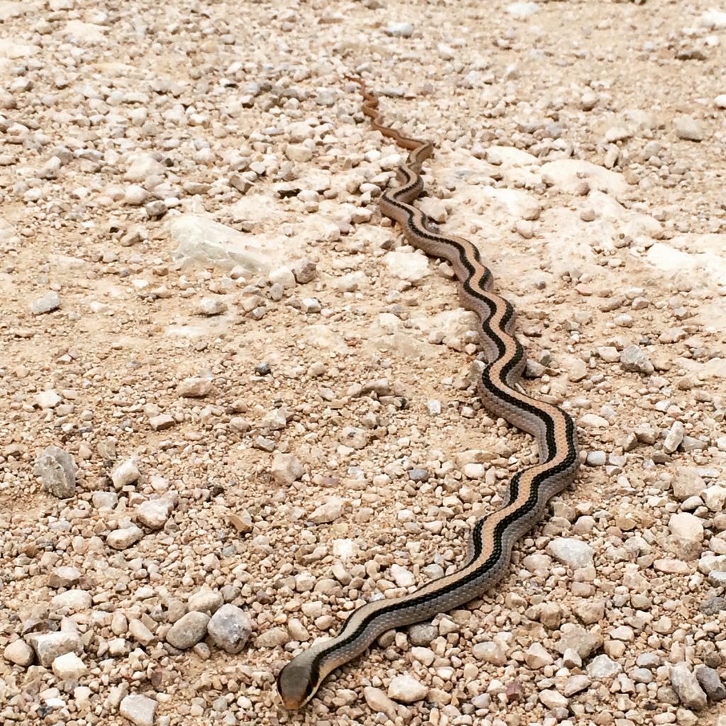 Eastern Patch-nosed Snake from Terrell County, US-TX, US on May 20 ...