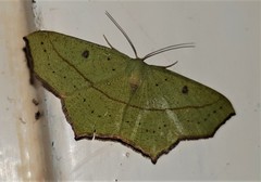 Traminda vividaria