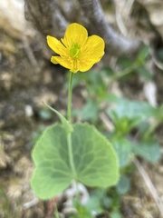 Ranunculus thora