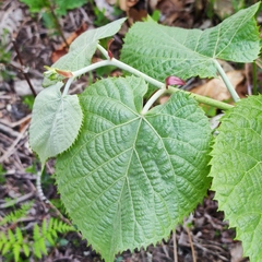 Tilia mandshurica