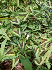 Persicaria runcinata