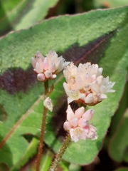 Persicaria runcinata