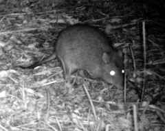 Potorous tridactylus