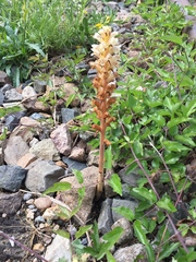 Orobanche picridis