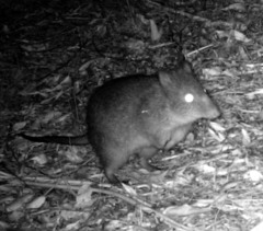 Potorous tridactylus