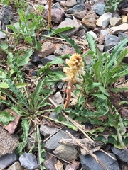 Orobanche picridis