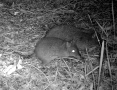 Potorous tridactylus