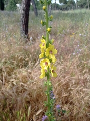 Verbascum virgatum