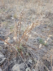 Scutellaria baicalensis