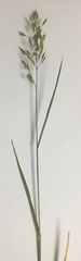 Bromus hordeaceus
