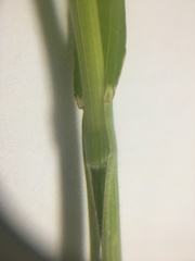 Bromus hordeaceus