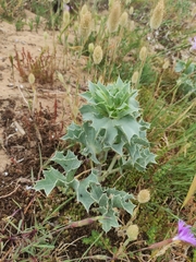 Eryngium maritimum