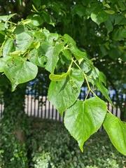 Tilia cordata