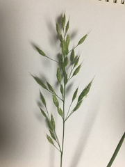 Bromus hordeaceus