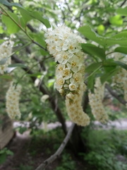 Prunus virginiana