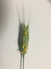 Bromus hordeaceus