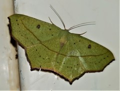 Traminda vividaria