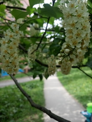 Prunus virginiana