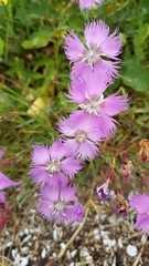Dianthus gallicus