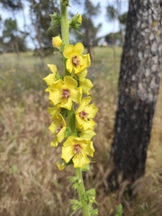 Verbascum virgatum