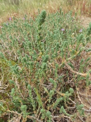 Crucianella maritima