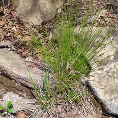 Carex jankowskii