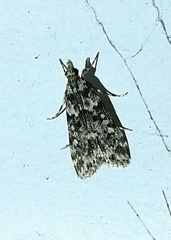 Eudonia lineola