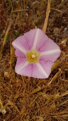 Calystegia soldanella
