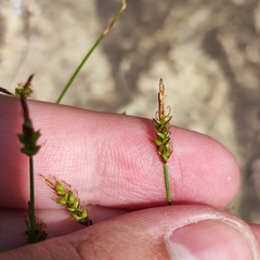 Carex jankowskii