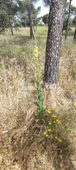 Verbascum virgatum