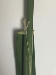 Dactylis glomerata lobata