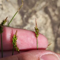 Carex jankowskii