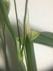 Dactylis glomerata lobata