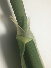 Dactylis glomerata lobata