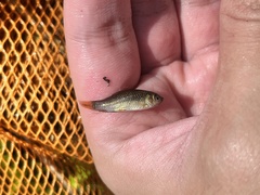 Osteochilus vittatus