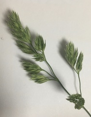 Dactylis glomerata lobata