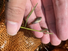 Osteochilus vittatus