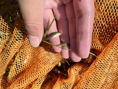 Osteochilus vittatus