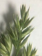 Dactylis glomerata lobata