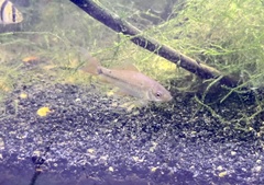 Osteochilus vittatus